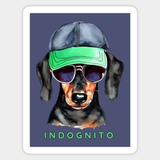 Dachshund Indognito Sticker